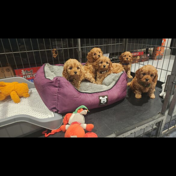 Cavapoo - Dogs