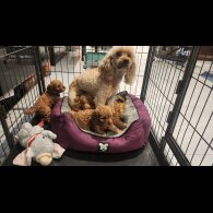 Cavapoo - Dogs
