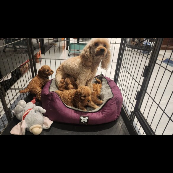 Cavapoo - Dogs