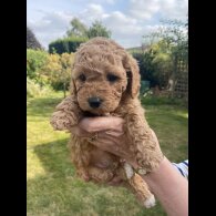 Cavapoo - Both