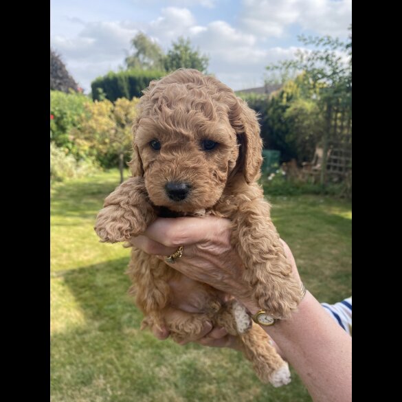 Cavapoo - Both