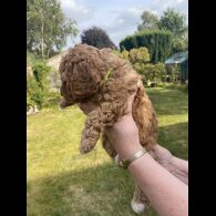 Cavapoo - Both