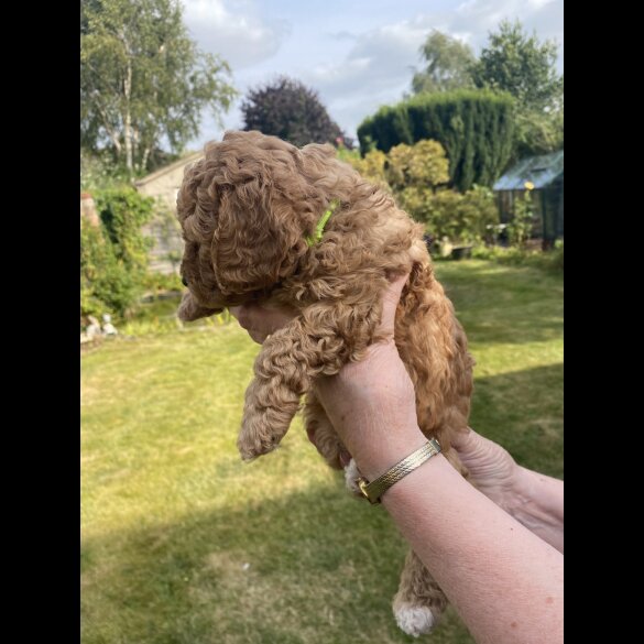 Cavapoo - Both