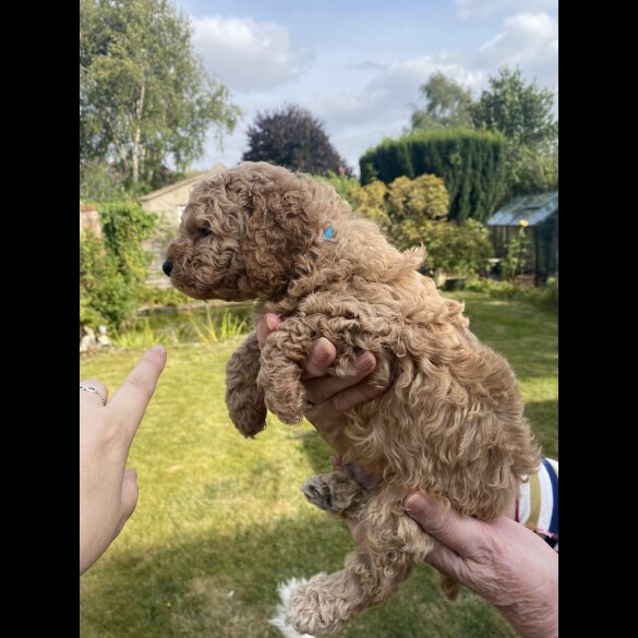 Cavapoo - Both