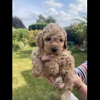 Cavapoo - Both
