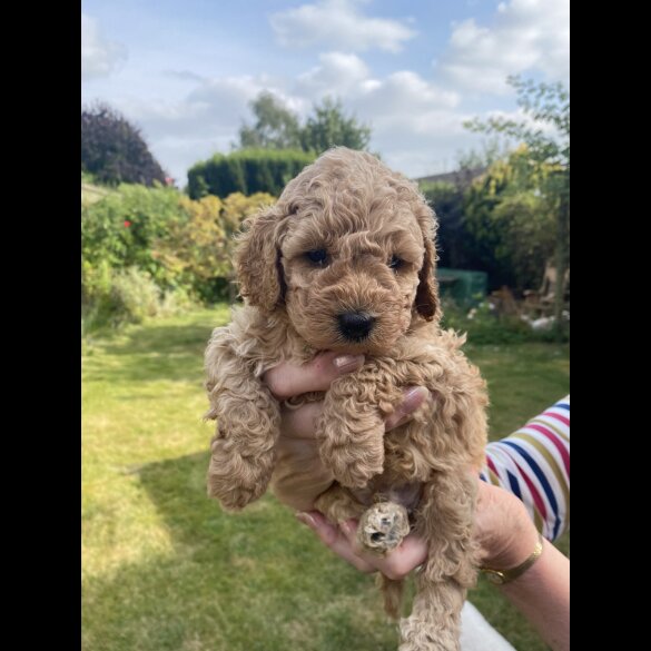 Cavapoo - Both
