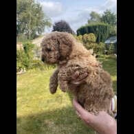 Cavapoo - Both