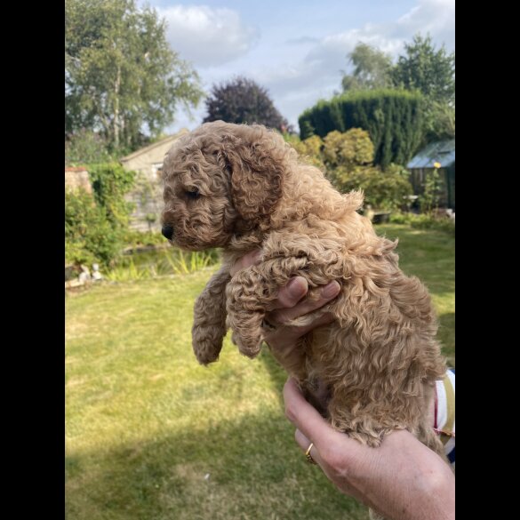 Cavapoo - Both