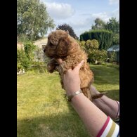 Cavapoo - Both