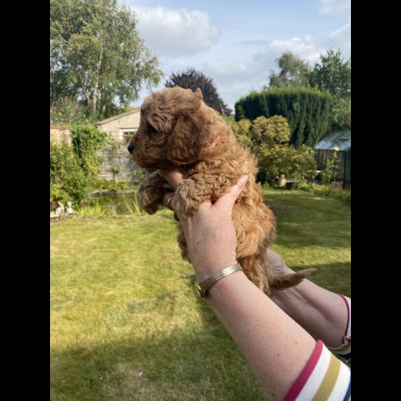 Cavapoo - Both
