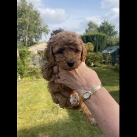 Cavapoo - Both
