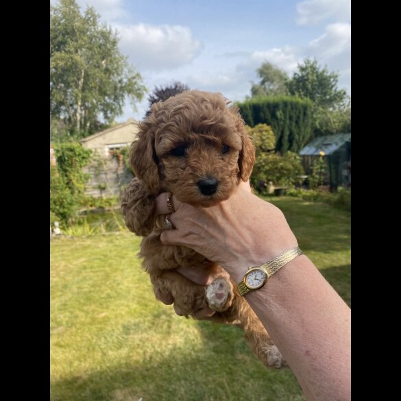 Cavapoo - Both