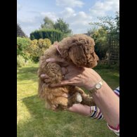 Cavapoo - Both