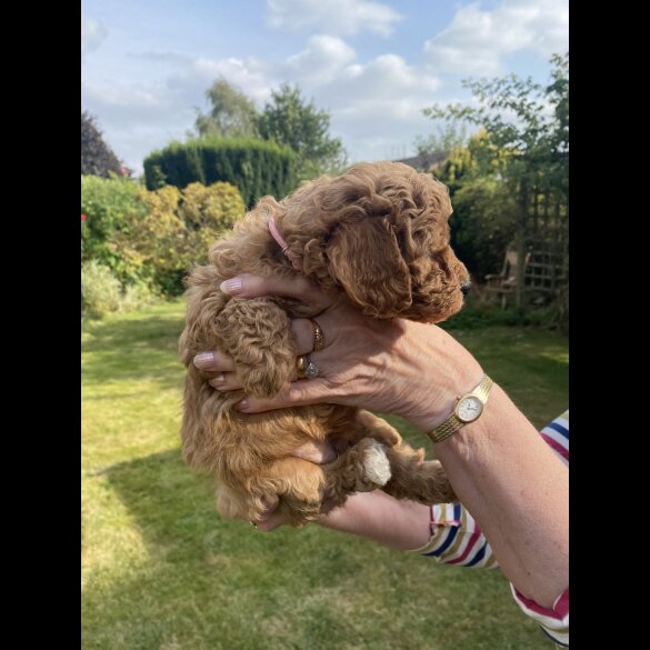 Cavapoo - Both