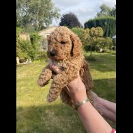 Cavapoo - Both