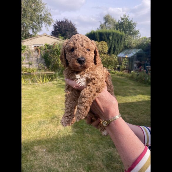Cavapoo - Both
