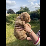 Cavapoo - Both