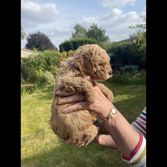 Cavapoo - Both