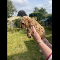 Cavapoo - Both