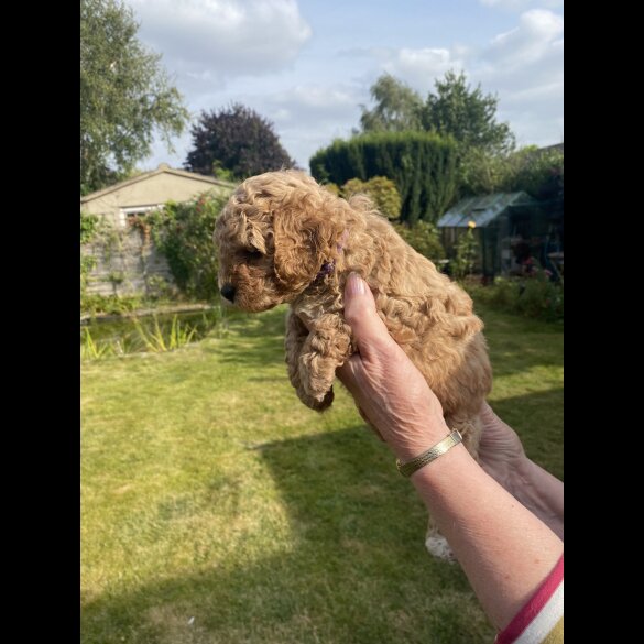 Cavapoo - Both
