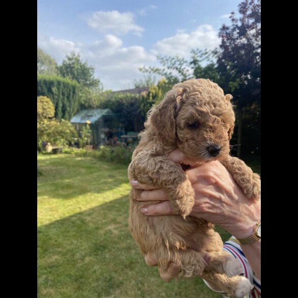 Cavapoo - Both