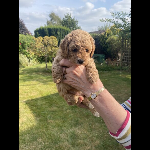 Cavapoo - Both