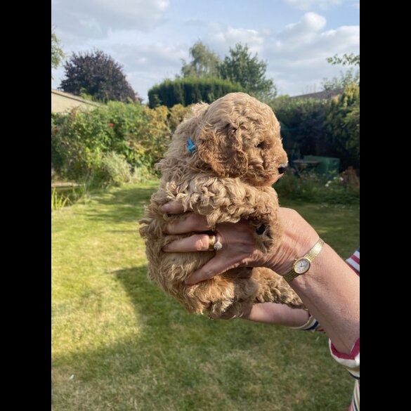 Cavapoo - Both