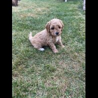 Cavapoo - Both