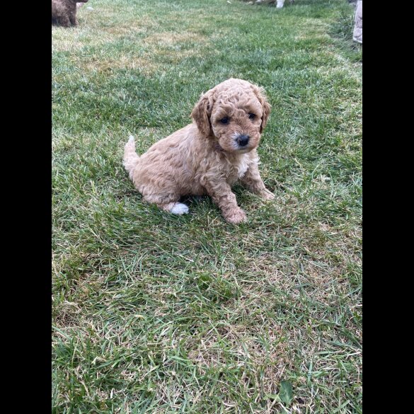 Cavapoo - Both