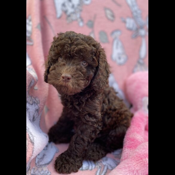 Cavapoo - Both