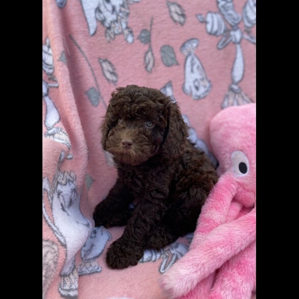 Cavapoo - Both