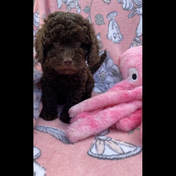 Cavapoo - Both