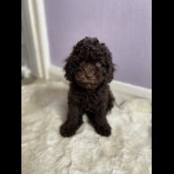 Cavapoo - Both