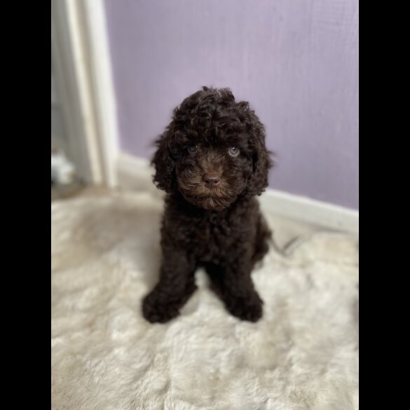 Cavapoo - Both