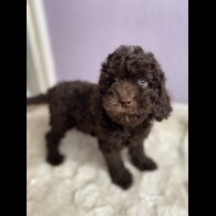 Cavapoo - Both
