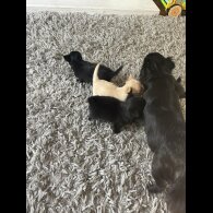 Chihuahua - Both