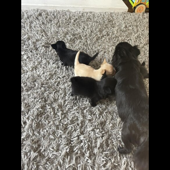 Chihuahua - Both