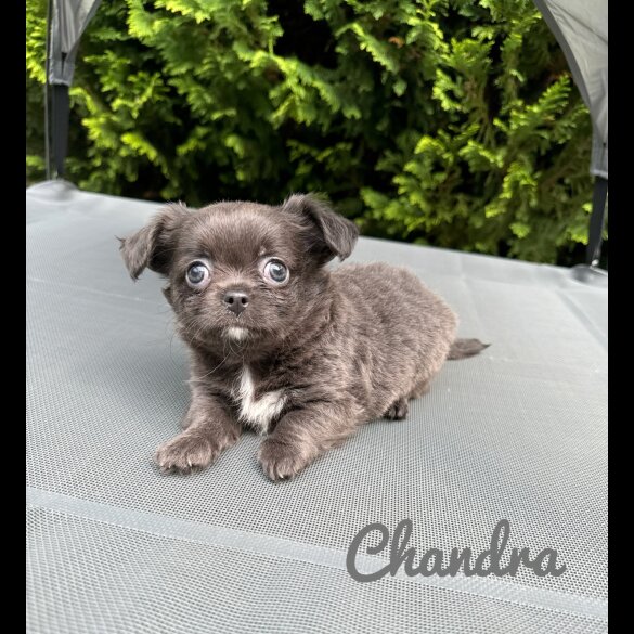 Chihuahua - Both