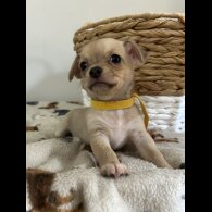 Chihuahua - Both