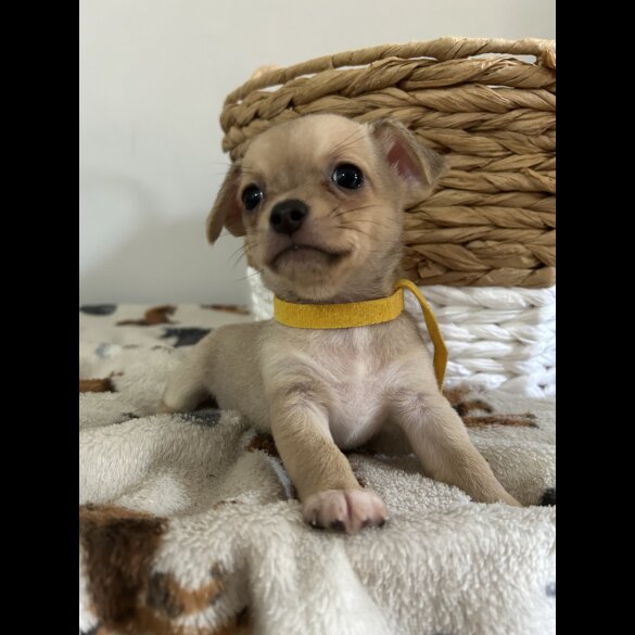 Chihuahua - Both