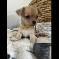 Chihuahua - Both