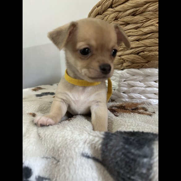 Chihuahua - Both