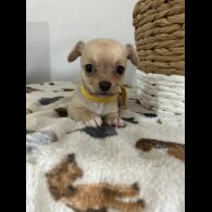 Chihuahua - Both
