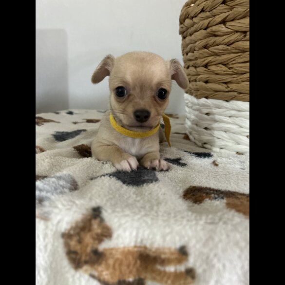 Chihuahua - Both