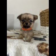 Chihuahua - Both
