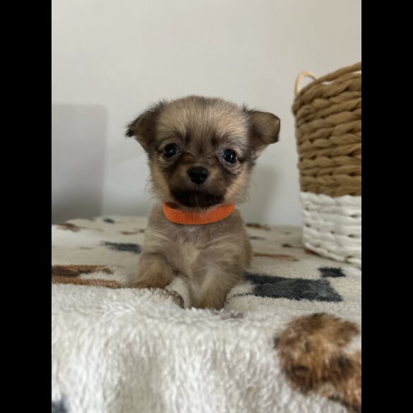 Chihuahua - Both