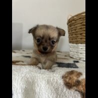 Chihuahua - Both