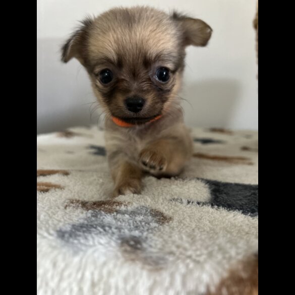 Chihuahua - Both