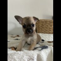 Chihuahua - Both