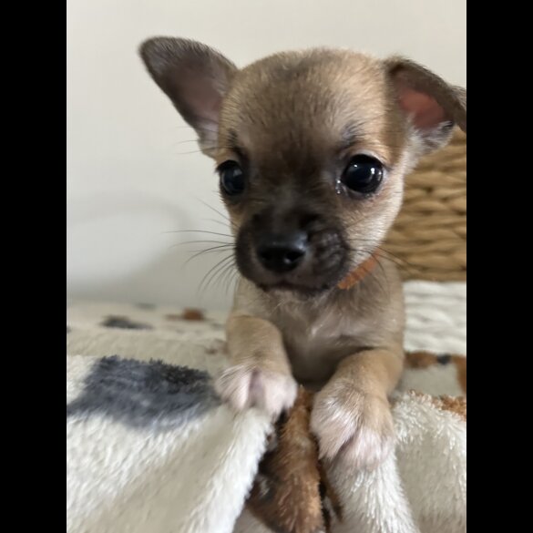 Chihuahua - Both